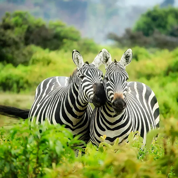 Two zebra rubbing heads in the wild
